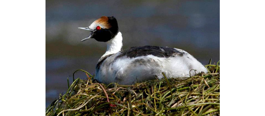 El MACÁ TOBIANO  reina  en la Patagonia