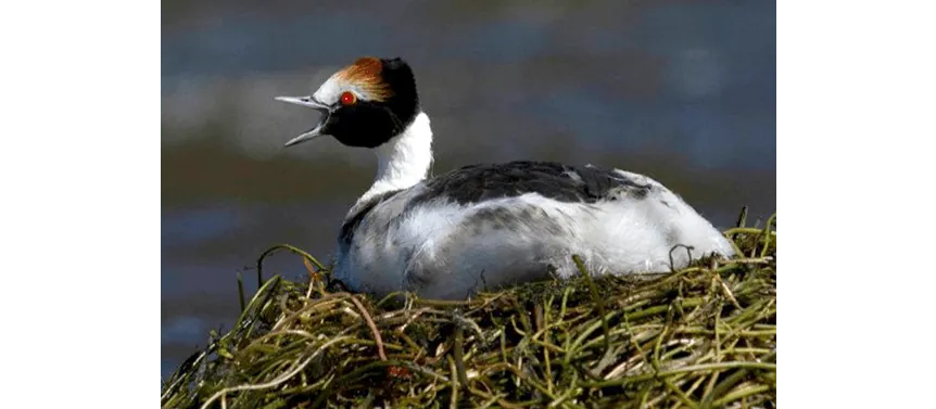 El MACÁ TOBIANO  reina  en la Patagonia