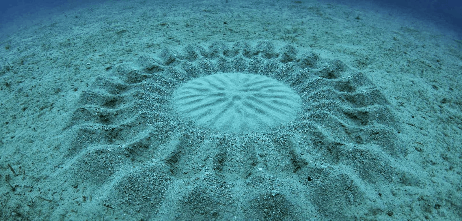 Dibujo pez globo