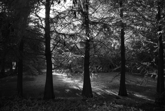 bosque by Rox