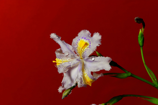 Orquídea color by Rox