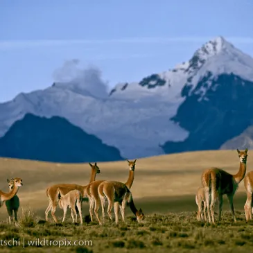Más allá de la Puna: Tierra de camélidos