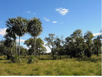 El Gran Chaco:Un corazón de bosque nativo que late.