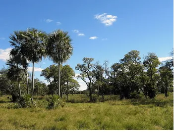 El Gran Chaco:Un corazón de bosque nativo que late.