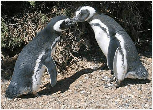 PUNTA TOMBO: paraíso natural patagónico