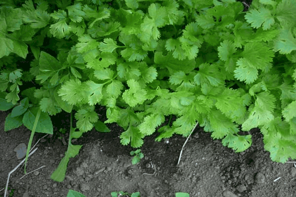 La Tierra, un jardín de Hierbas Aromáticas.