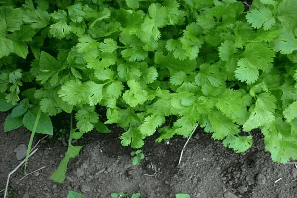 La Tierra, un jardín de Hierbas Aromáticas.