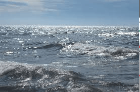 Vida en el Mar Patagónico.
