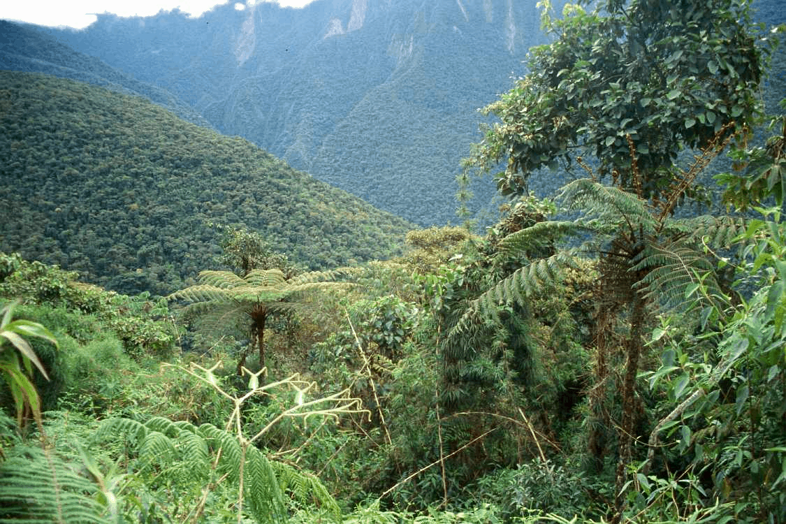 Magia verde: andando las Yungas.