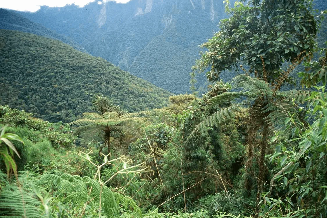 Magia verde: andando las Yungas.