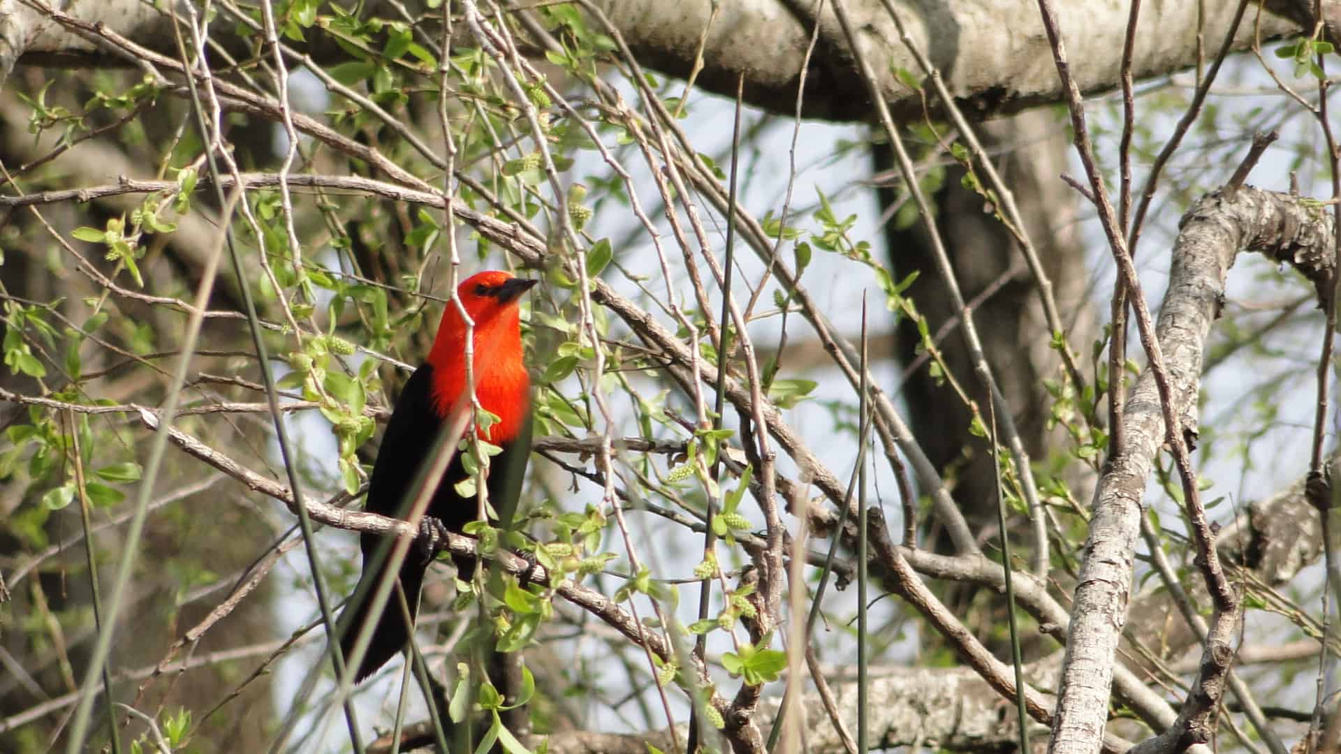La Naturaleza puede ser sinónimo de PAZ