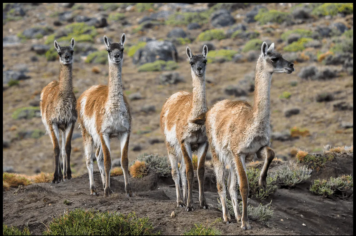 Patagonia: con guanacos por la meseta.