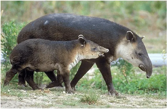 Las especies autóctonas: Proyecto TAPIR