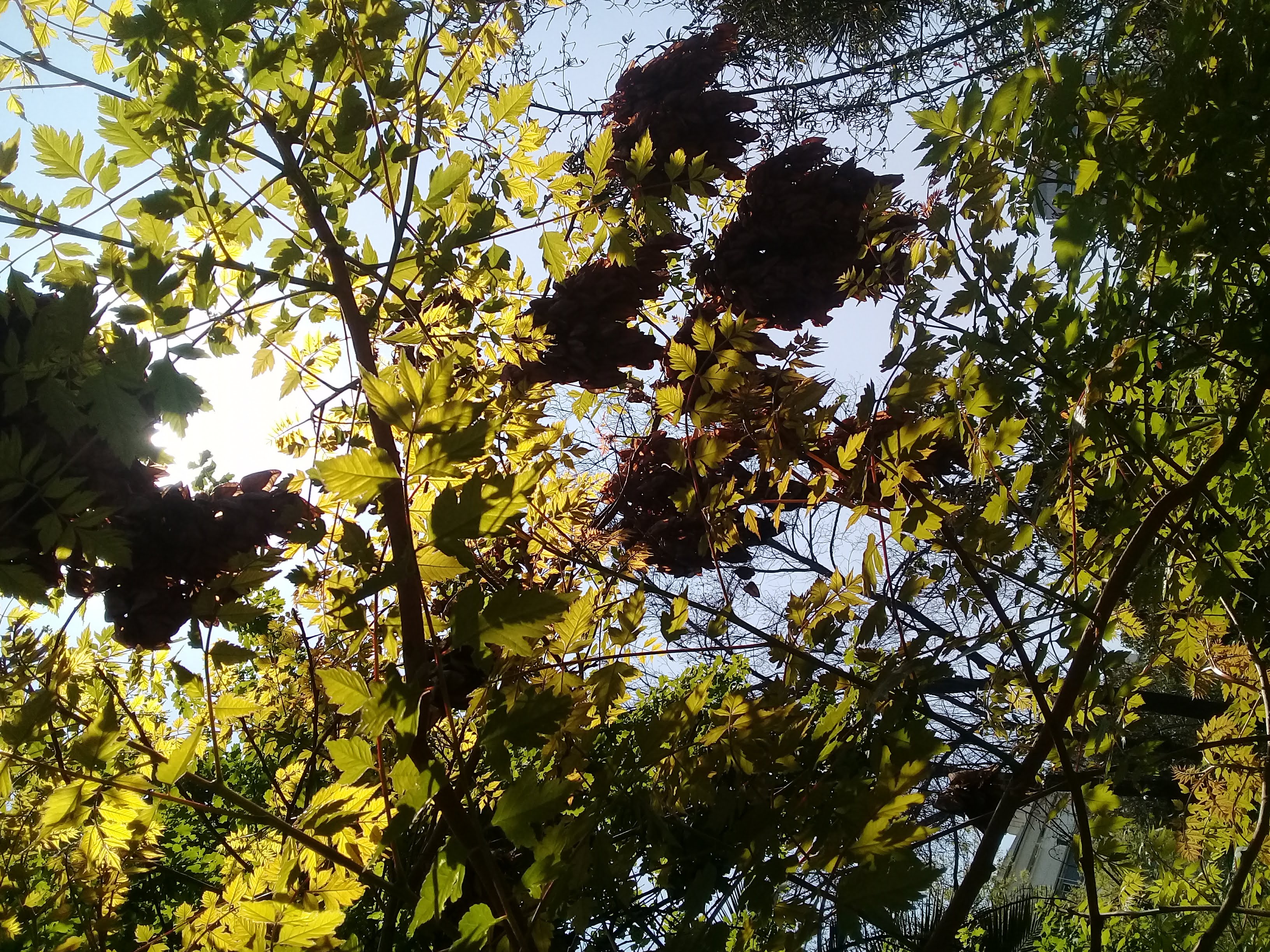 Lejos de la naturaleza nos cuesta reconocernos
