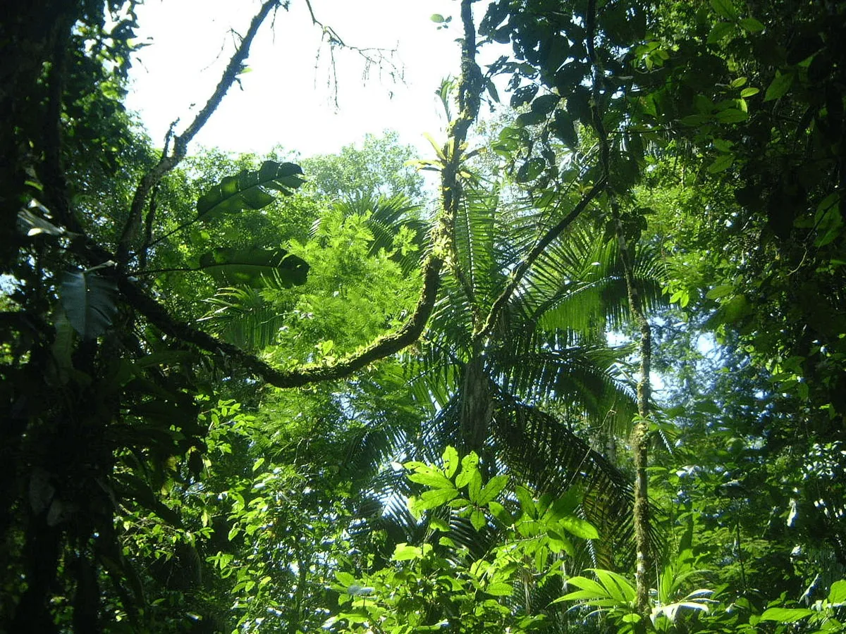 La selva Tropical en Centroamérica:                       Un lugar ideal en la tierra.