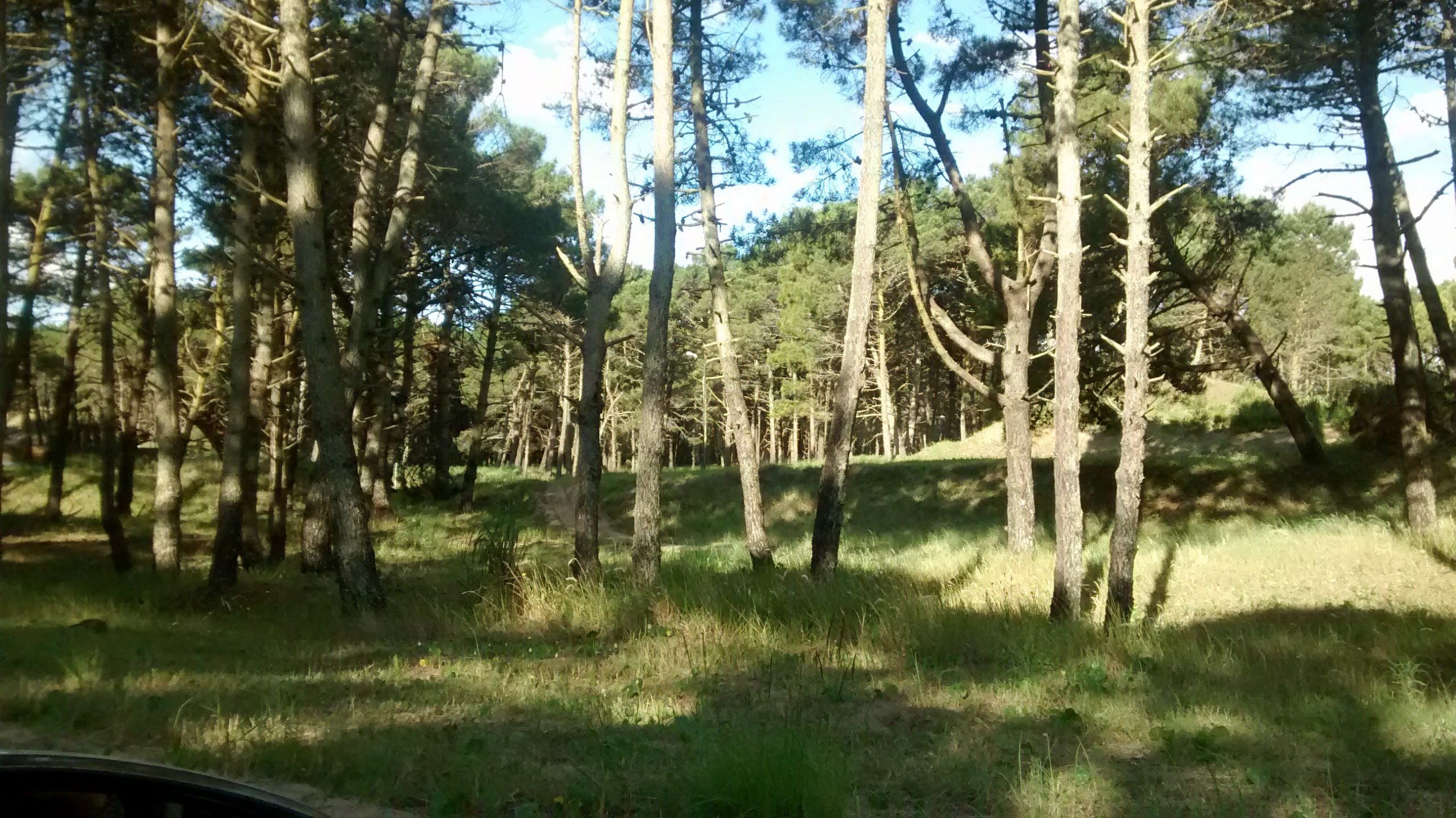 Los superpoderes de los BOSQUES