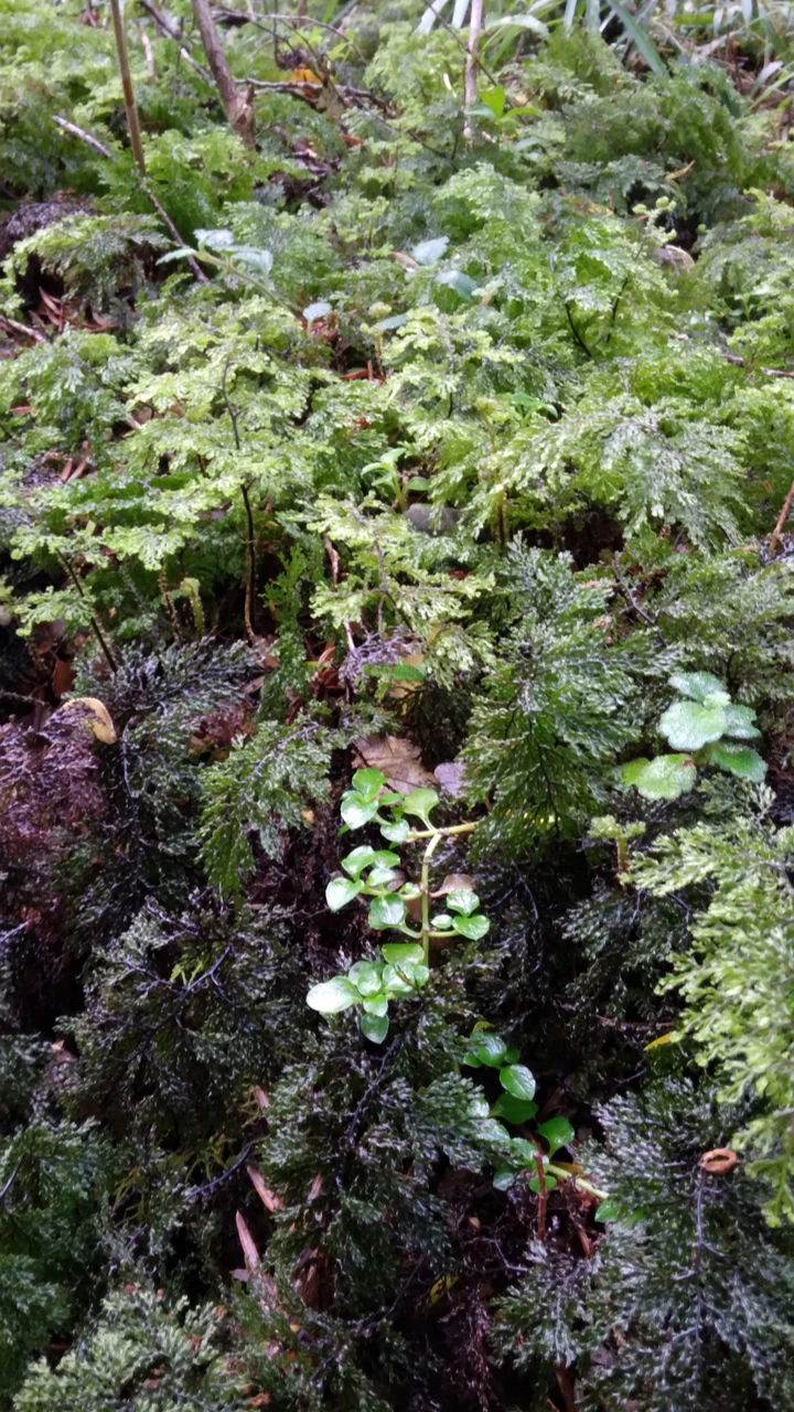 Tiempo de cambios: Respiremos naturaleza