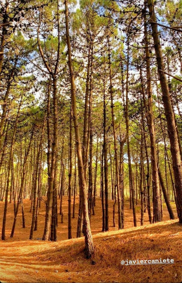 Colores de OTOÑO, ocres en la naturaleza