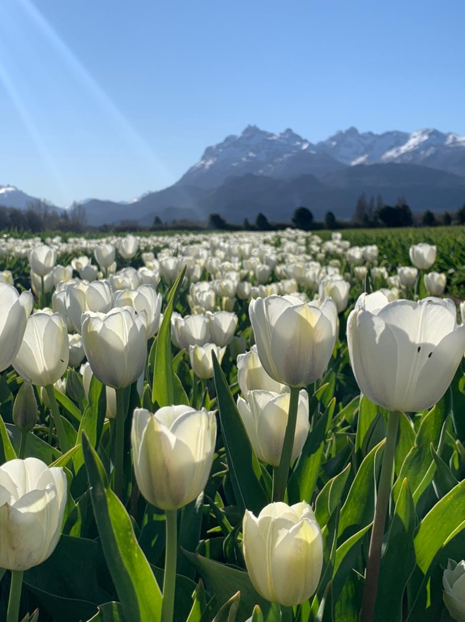 Patagonia: Una alfombra de flores al pie e la Cordillera de los Andes