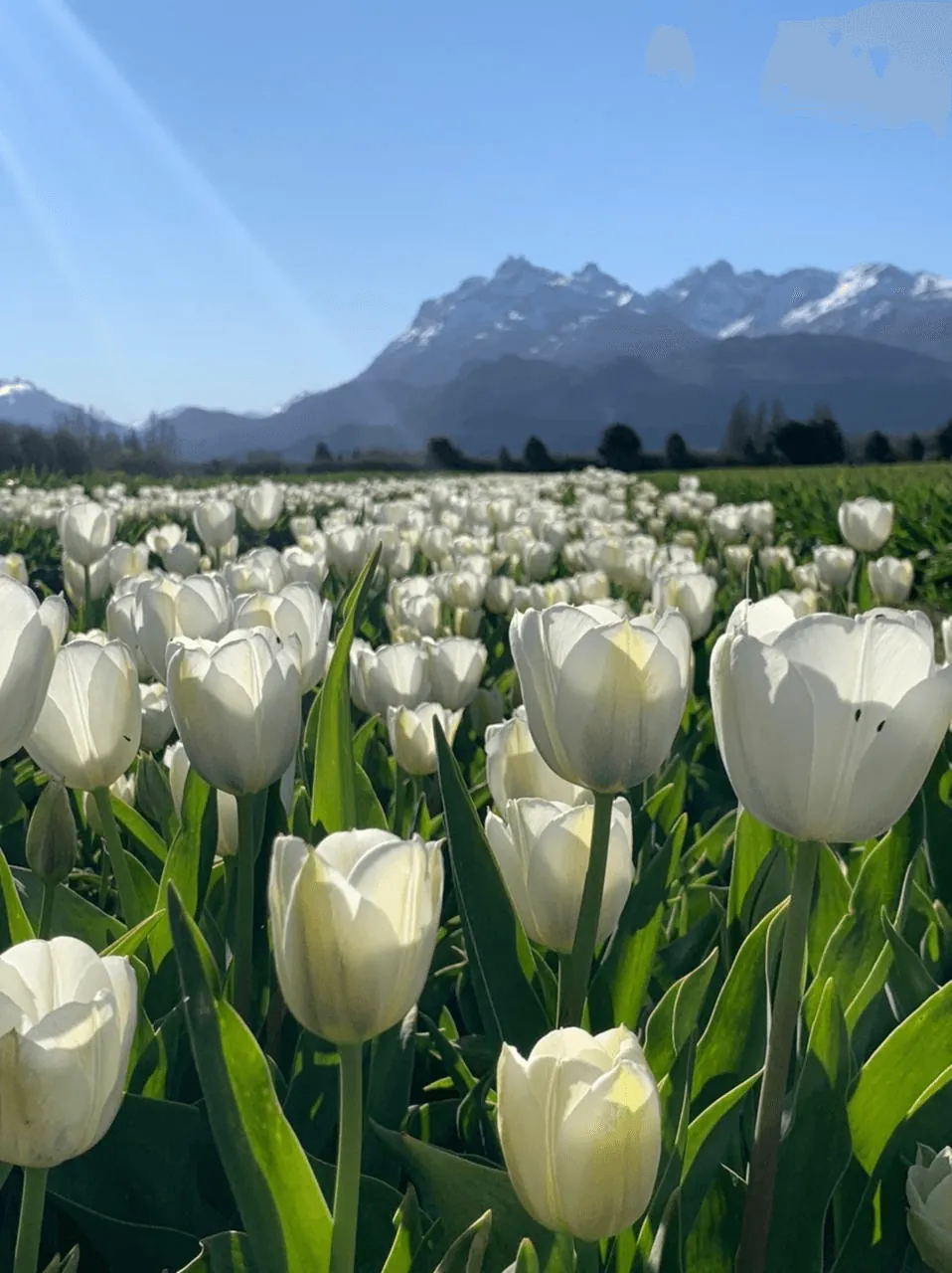 Patagonia: Una alfombra de flores al pie e la Cordillera de los Andes