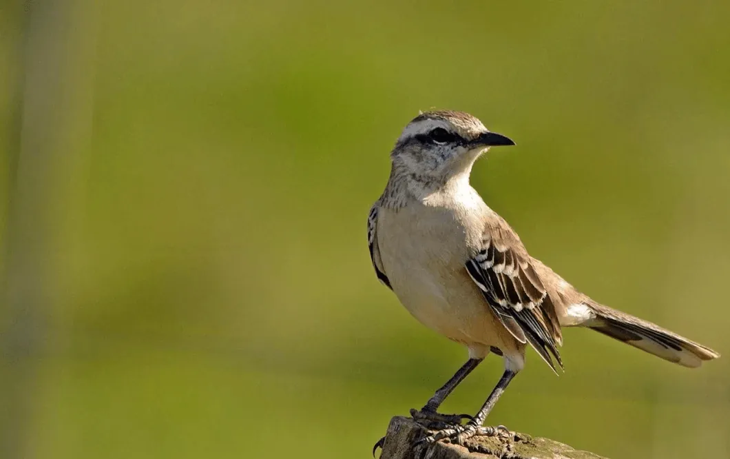 ¿Dónde cantan los pájaros que cantan?