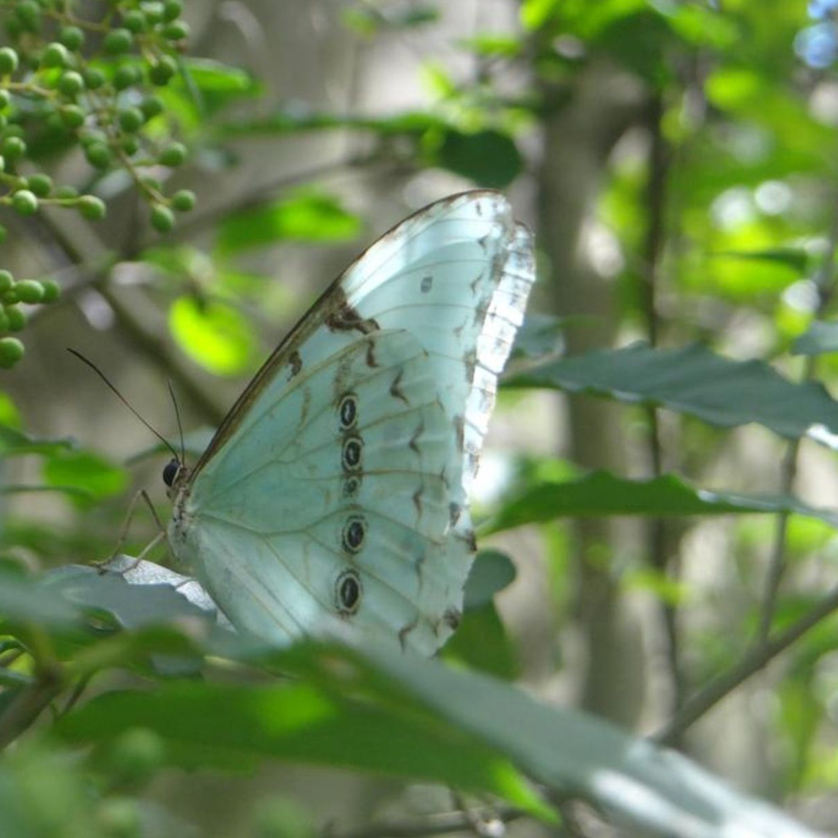 Bandera Argentina, mariposa preciosa, pequeña criatura.