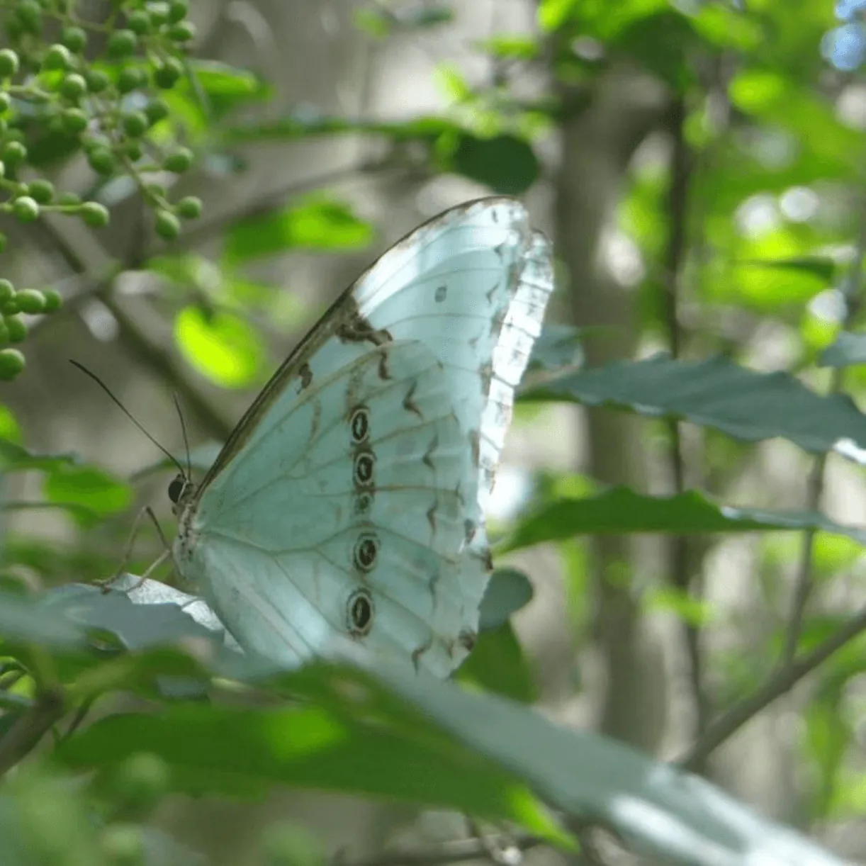 Bandera Argentina, mariposa preciosa, pequeña criatura.
