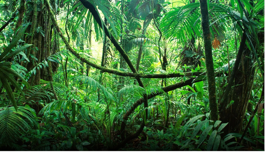 “Protegidos por la selva”