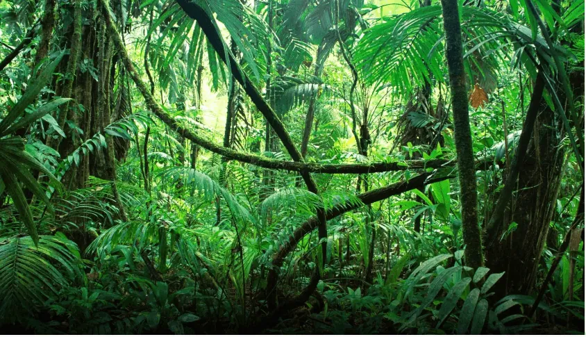“Protegidos por la selva”