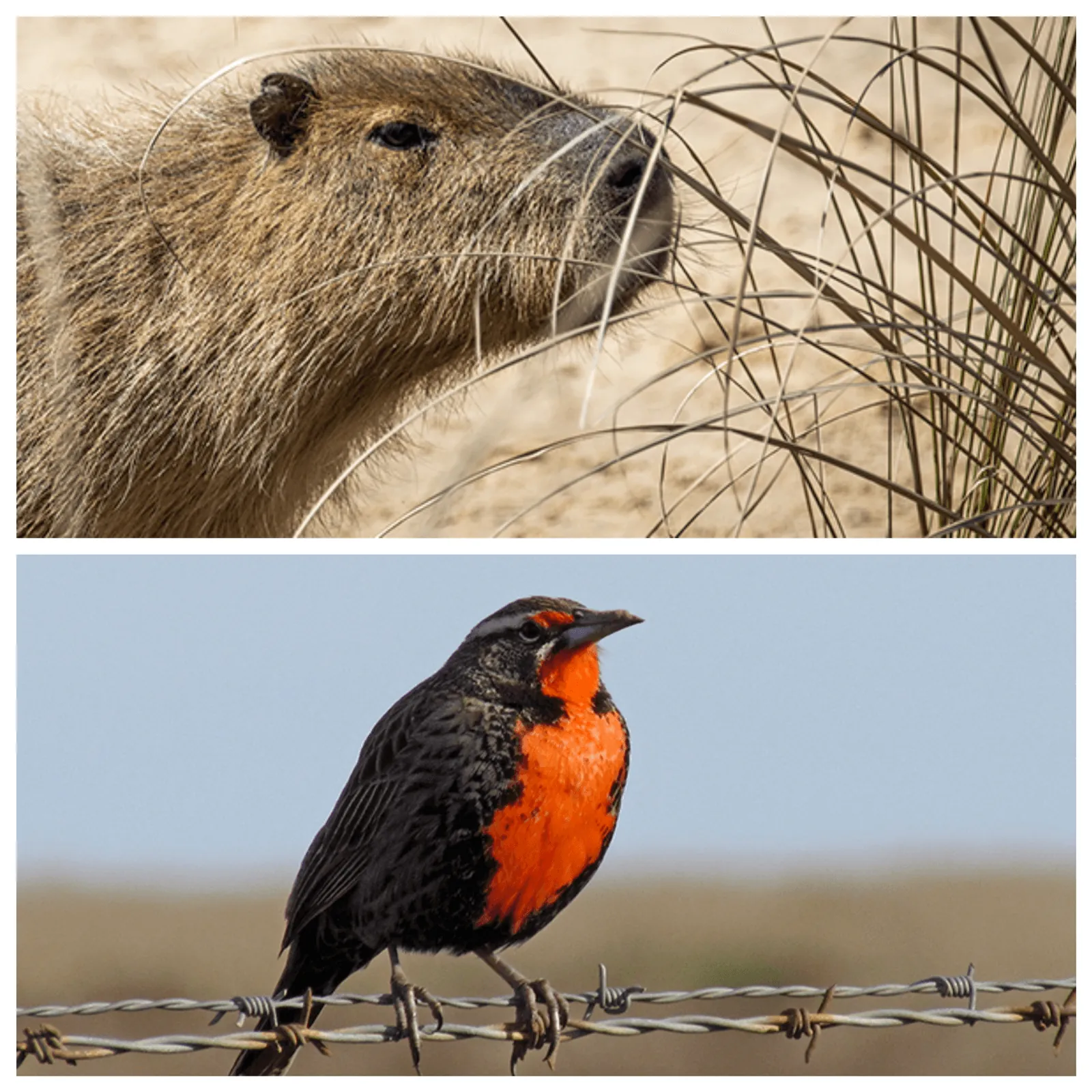 Corren, vuelan o reptan: Fauna pampena al costado del camino