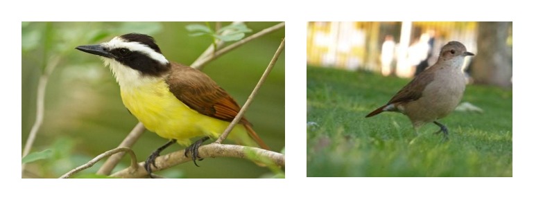 Con alas de pájaro: los sitios AICA