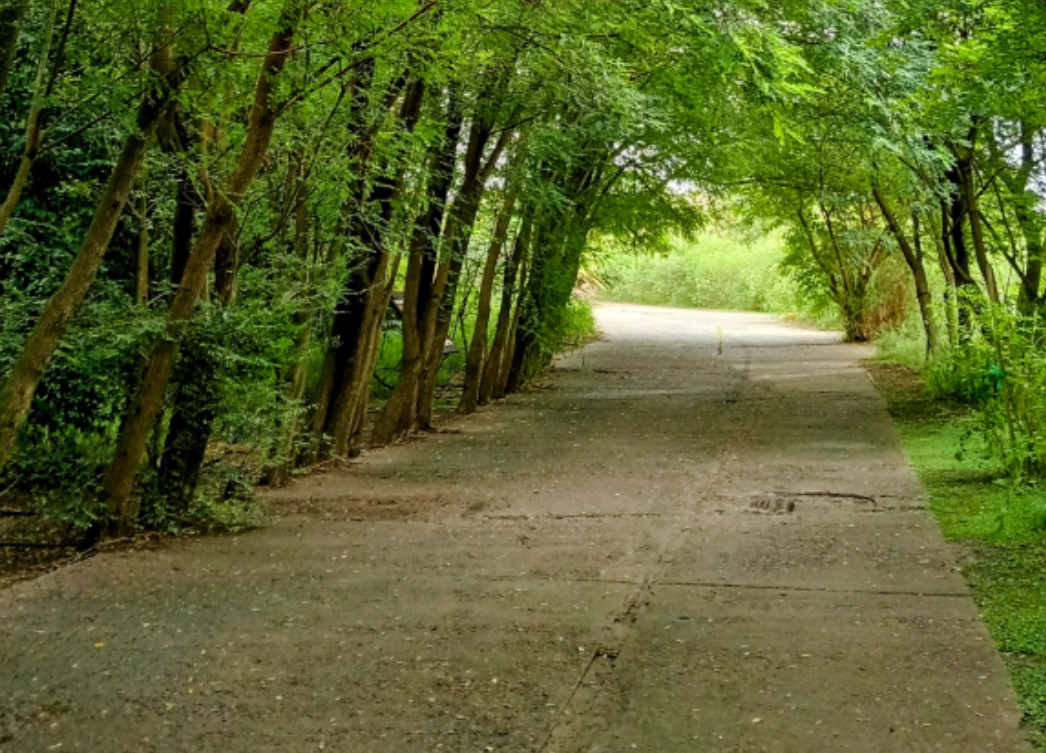 Pulmones verdes de biodiversidad: Reserva Ecológica Ciudad Universitaria